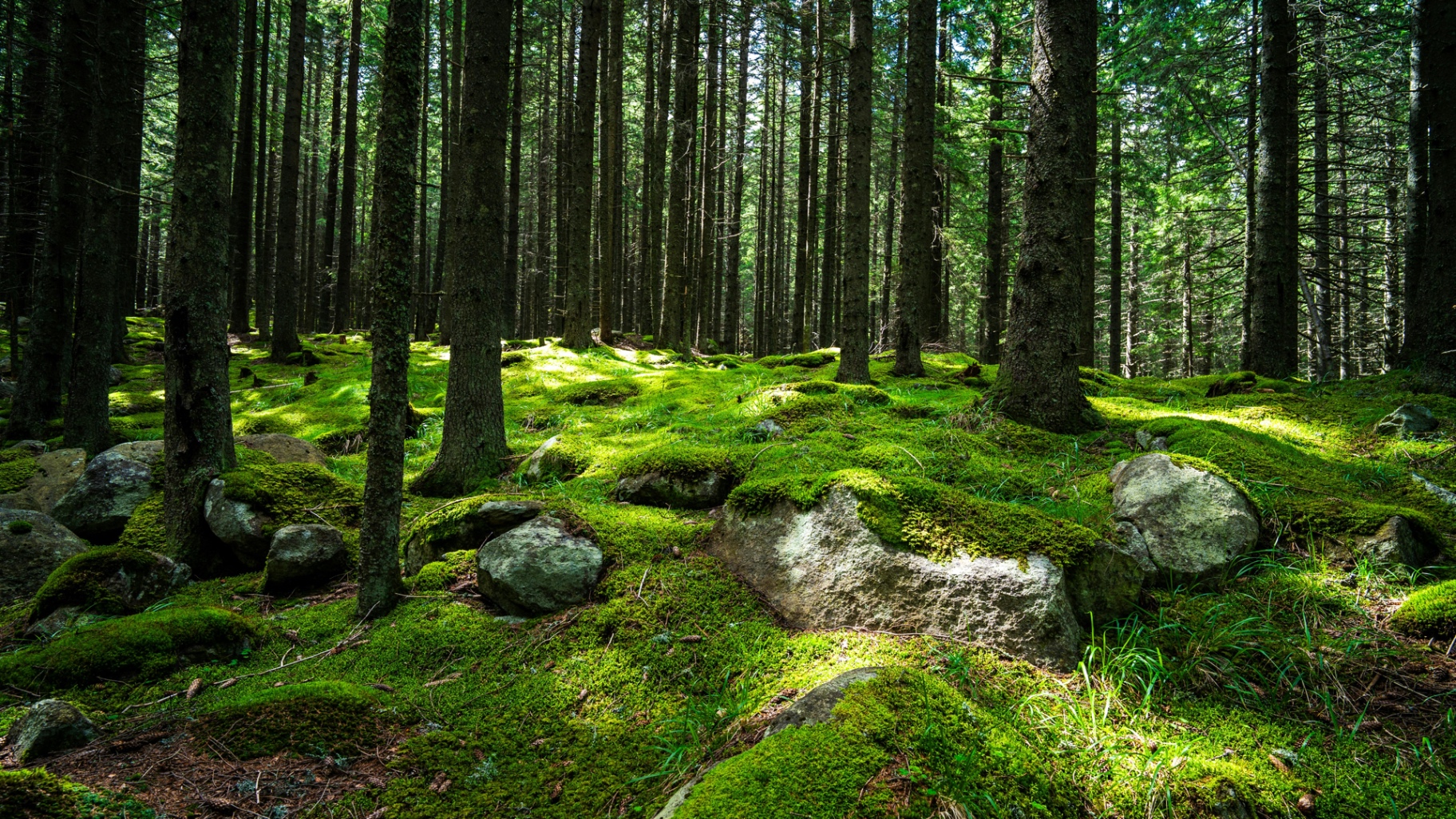 Quiet mossy forest path