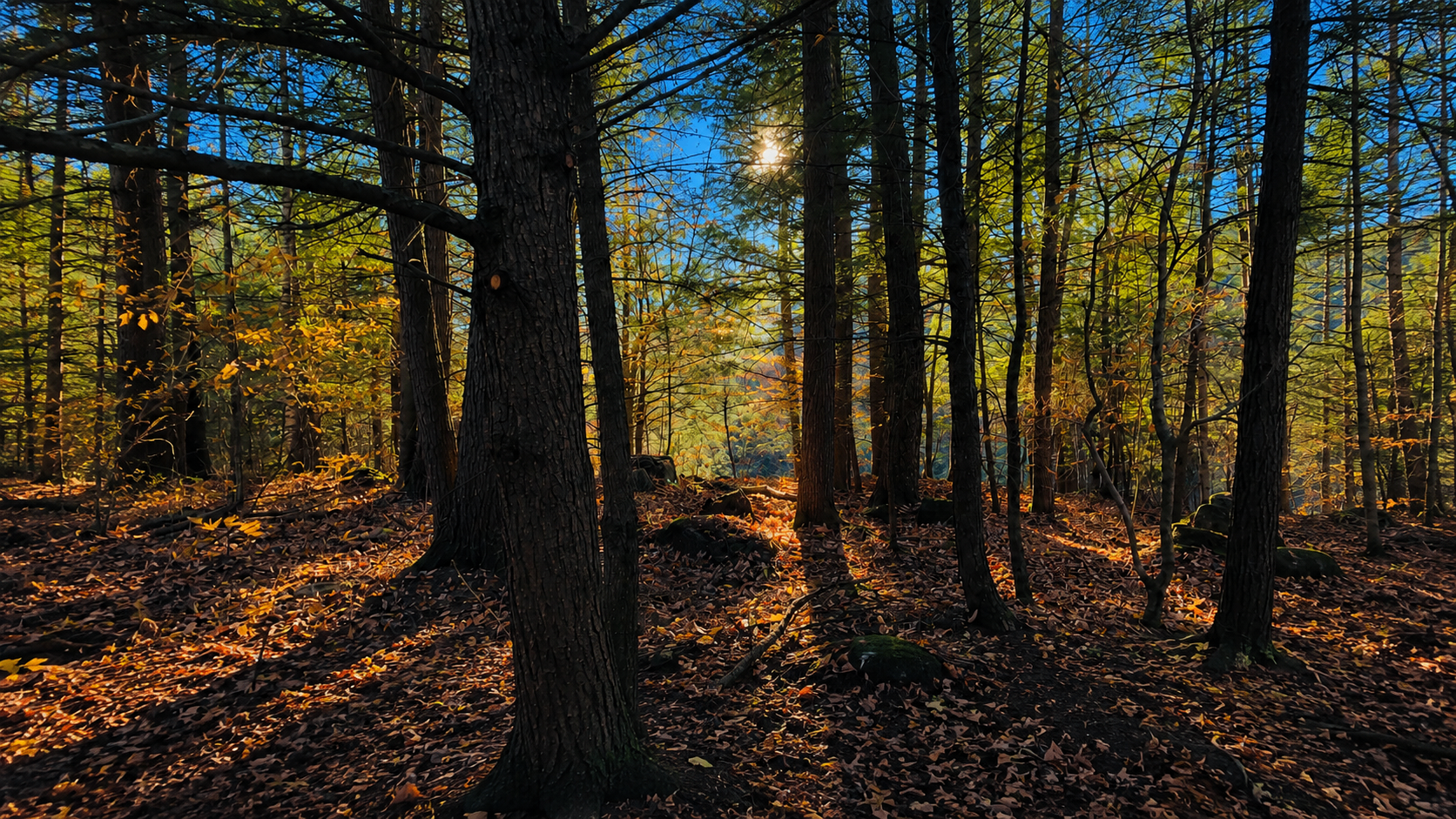 Sunlight filtering through a quiet autumn forest